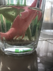 AIBU or has my daughter's expanding sea creature toy.......had babies?!?!?!!!!!