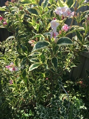My bushes are overgrowing! Help!