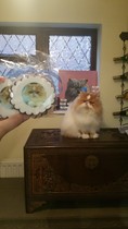 I want to show off my cat please