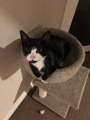 I want to show off my cat please