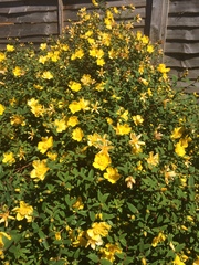 Sorry another plant id thread...