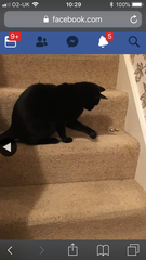 Missing cat - escaped from Cattery in Blackpool [Edited by MNHQ]