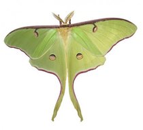 For the love of all that is good and natural, PLEASE tell me what this is!