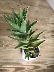 Are these cactus babies?