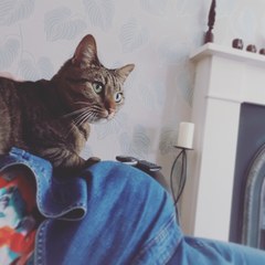 What's your DCat up to today? (Thread 7!)