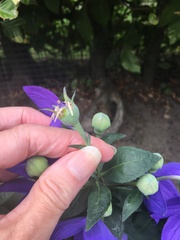 What do I do now blue poppy