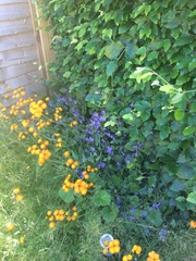 Sorry another plant id thread...