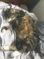 I want to show off my cat please