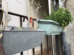 Balcony gets full sun for six hours what shall i plant?