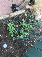 Veg patch tips