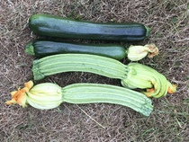 Allotment/Veg Patch Thread 12! Plotmenters hoping for better weather