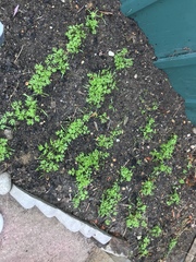Veg patch tips