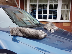 What's your DCat up to today? (Thread 7!)