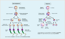 Biology Isn't Bigotry