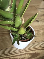 Are these cactus babies?