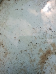 Any idea on these water beasties?