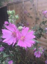 What is this on my Jolly Good Clematis