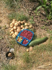 Allotment/Veg Patch Thread 12! Plotmenters hoping for better weather