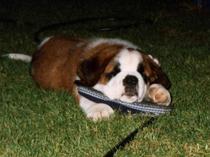 Anyone with a St. Bernard?