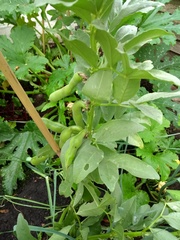 What kind of beans are these?