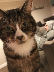 I want to show off my cat please