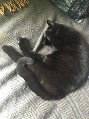 I want to show off my cat please