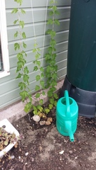 Allotment/Veg Patch Thread 12! Plotmenters hoping for better weather