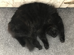 Recommend a lead and harness for Siamese?