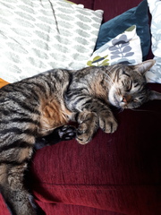 My boycat is the most handsome cat in the world