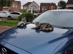 What's your DCat up to today? (Thread 7!)