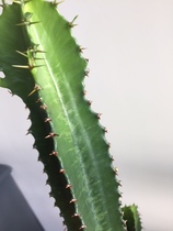 what's wrong with my EUPHORBIA ACRURENSIS?