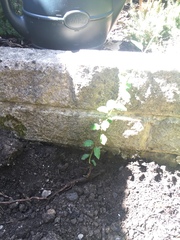 Can you help me identify this sapling?