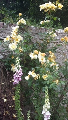 What are these roses?