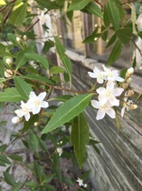 What is this tree? Poss native NZ, with pics.