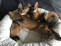 Does your dcat share your bed?