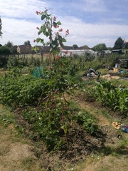 Allotment/Veg Patch Thread 12! Plotmenters hoping for better weather