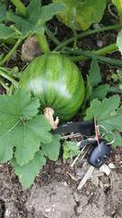 Allotment/Veg Patch Thread 12! Plotmenters hoping for better weather