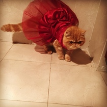 Bridesmaid won't dye her hair