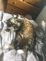 I want to show off my cat please