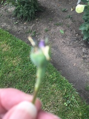 What do I do now blue poppy
