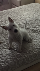 Is my dog the cutest??
