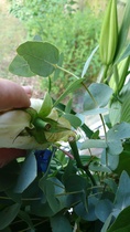 Unacceptable flower delivery service (online company)