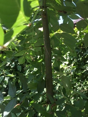 Another identification thread! Please help and tell me what this plant/tree is