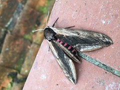 For the love of all that is good and natural, PLEASE tell me what this is!