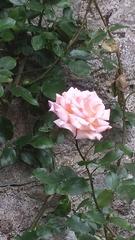 What are these roses?
