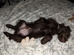 Is my dog the cutest??
