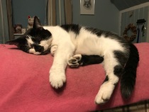 I want to show off my cat please