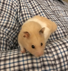 I have a hamster! Show me yours?