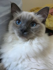 I want to show off my cat please