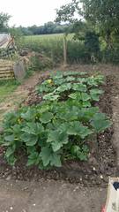 Finally got an allotment...but scared